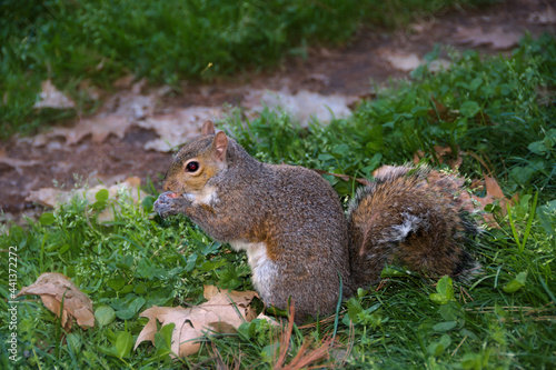 squirrel at park photo