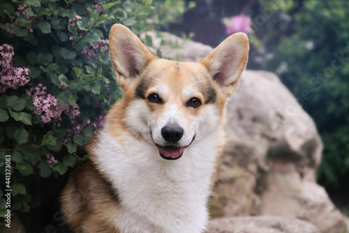 Gorgeous tricolor corgi portrait. Happy smiling dog in the park.