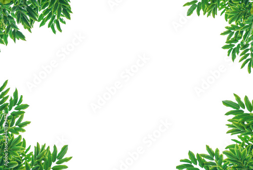 green leaves isolated on white background. Closeup nature view with free space for text. Natural green background.