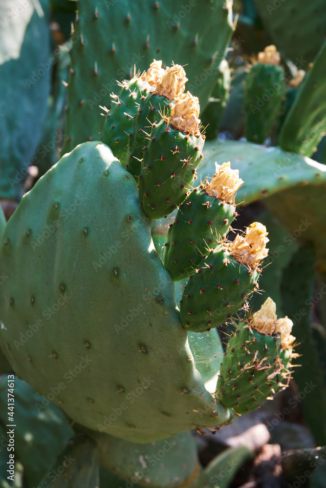 Prickly pear plant with its fleshy leaves full of thorns in a public park Prickly pear plant with its fleshy leaves full of thorns in a public park