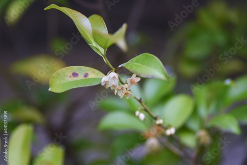 Japanese cleyera flowers. Pentaphylacaceae evergreen tree.