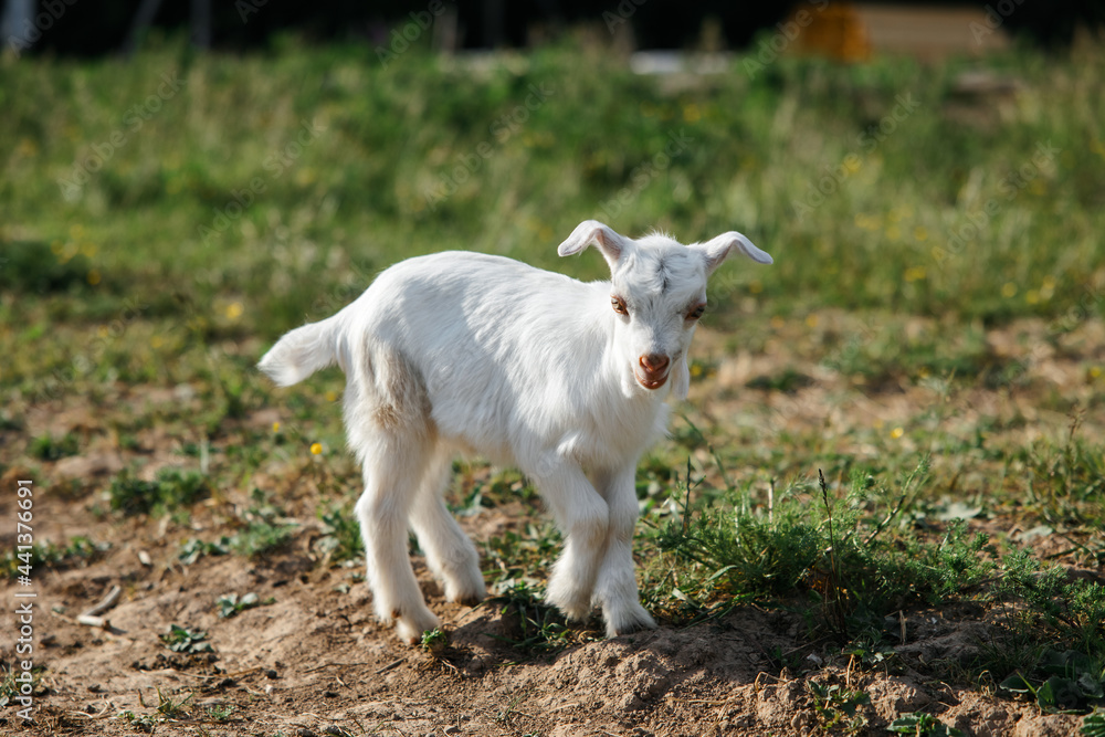 A little goat eats green grass in a field. A goat in a meadow. A white baby goat is sniffing the green grass outside in an animal shelter, a cute and adorable little baby goat. Lupin field in summer. A little goat eats green grass in a field. A goat in a meadow. A white baby goat is sniffing the green grass outside in an animal shelter, a cute and adorable little baby goat. Lupin field in summer.