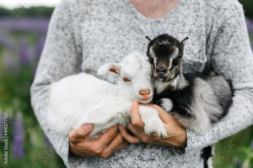 a male farmer holds two goats in his arms. a small goat is white and brown. Lupine field in summer. The concept of a summer countryside. Close to outdoor recreation.