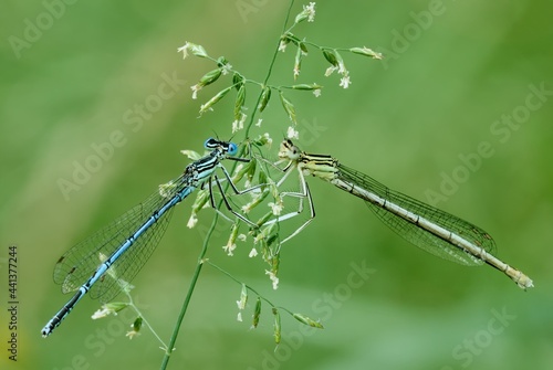 Two damselflies in a pair. Male with female sitting on a meadow grass with white small flowers. Genus species Platycnemis pennipes.