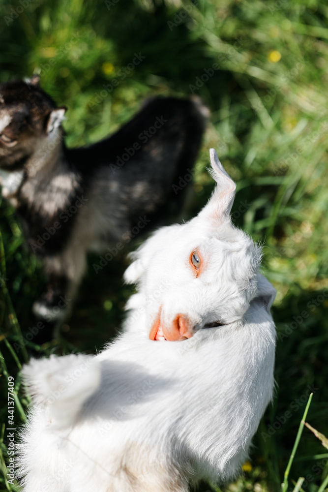 Fototapeta premium A little goat eats green grass in a field. A goat in a meadow. A white baby goat is sniffing the green grass outside in an animal shelter, a cute and adorable little baby goat. Lupin field in summer. 