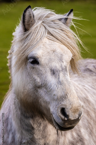 Scottish horse in a pasture, Highlands, Scotland