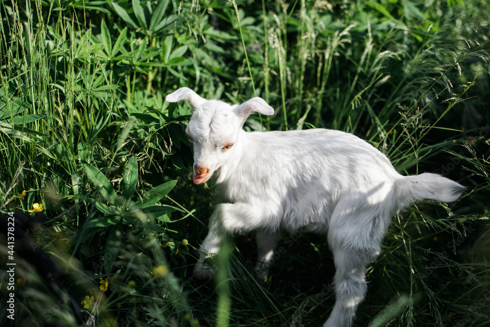 Obraz premium A little goat eats green grass in a field. A goat in a meadow. A white baby goat is sniffing the green grass outside in an animal shelter, a cute and adorable little baby goat.Lupin field in summer. 