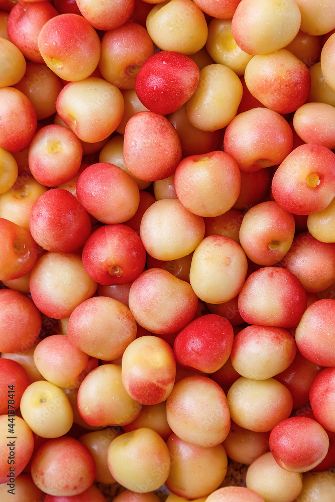white sweet cherry with water drops backgroung white sweet cherry with water drops backgroung