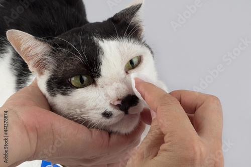 Cleaning the cats eyes with eye wipes, help relieve tear stains. Pet health care concept