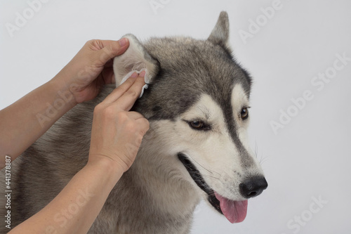 Cleaning the dogs ears with ear wipes, help relieve itching and reduce odors. Pet health care concept.