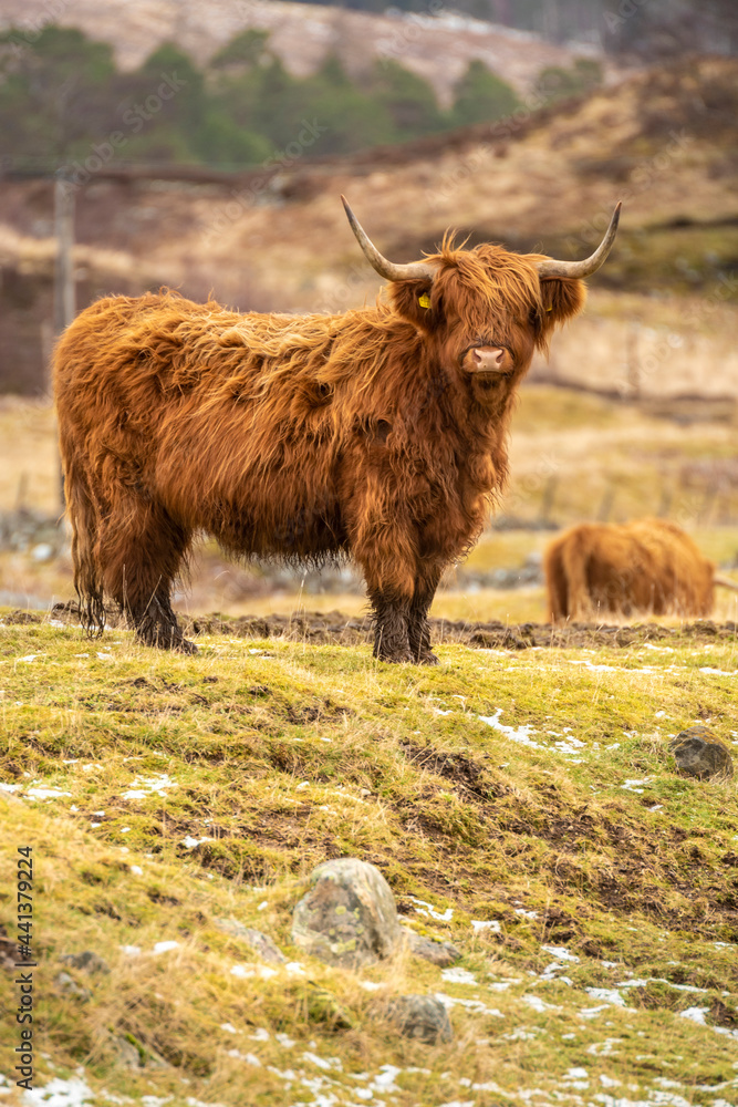 Scottish shaggy cow in a pasture, Highlands, Scotland Scottish shaggy cow in a pasture, Highlands, Scotland