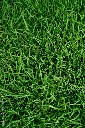 Lush bright green grass. Close-up