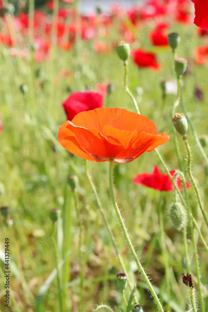 Obraz premium ポピー 草花 春 花畑 オレンジ 赤い グリーン つぼみ かわいい 美しい 綺麗 華やか かわいい