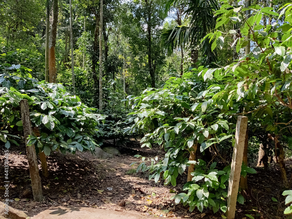 View of trees and green leaves inside the forest View of trees and green leaves inside the forest
