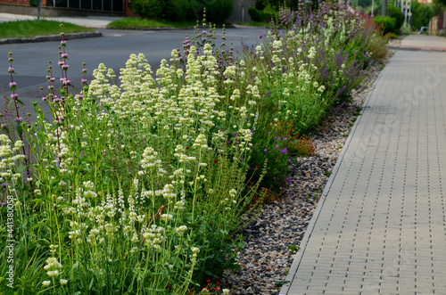 Fototapeta In the spring it produces shiny, dark green heart shaped leaves that are elongated and look attractive from spring to autumn