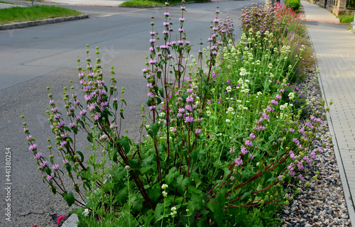 In the spring it produces shiny, dark green heart shaped leaves that are elongated and look attractive from spring to autumn. It blooms during June to July with purple flowers of deaf like shapes photo