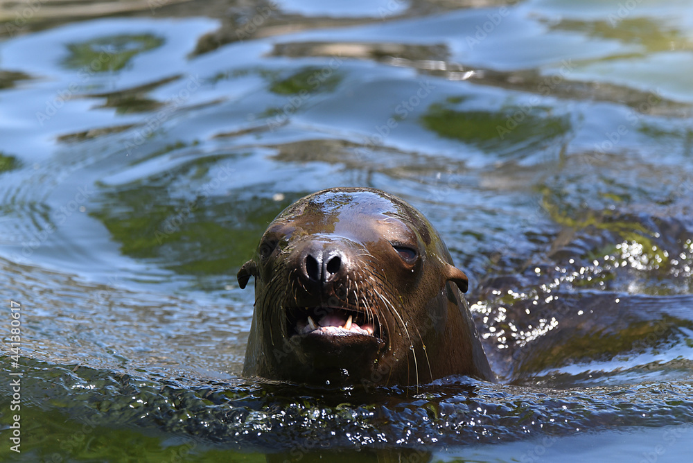 Naklejka premium Seehund im Wasser, Robbe