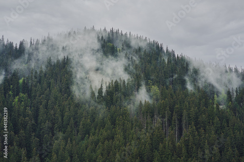 Fog and clouds rise from the coniferous forest at the top of the mountains. Ukrainian Carpathian mountains.