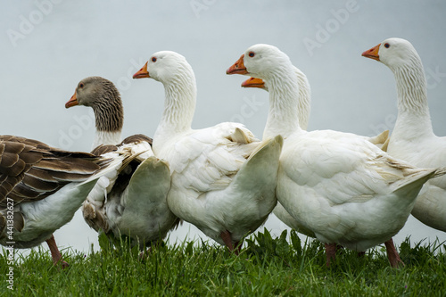 Billede på lærred Closeup shot of white and brown ducks grouped together in a rural green field