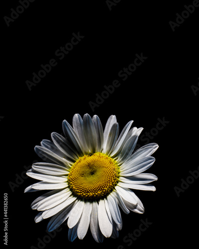 Shasta daisy with a black background 