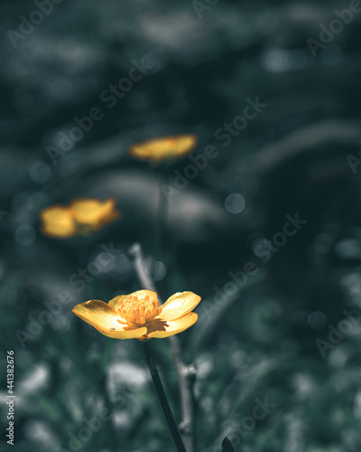 yellow flower with two blurred out in the background