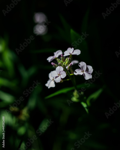 blooming flower with a dark blurred background