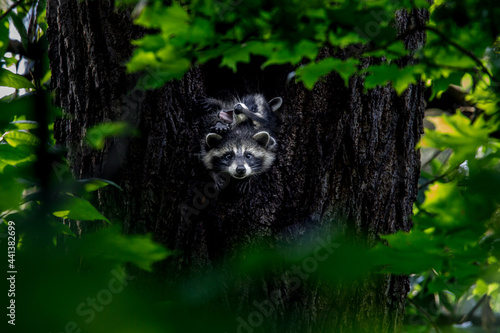 two racoons relaxing inside a tree enjoying life