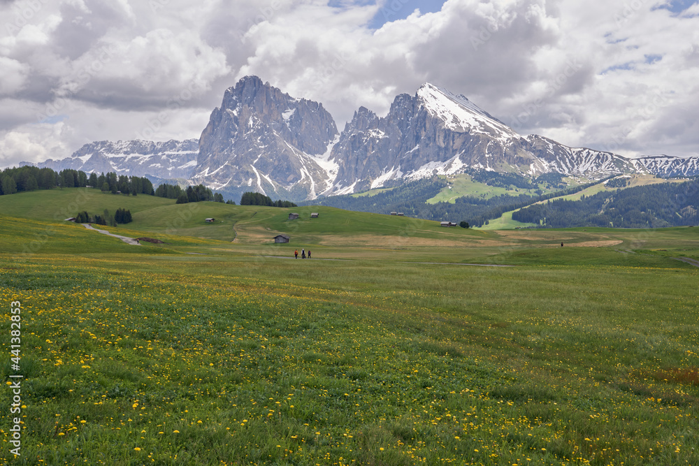 Beautiful landscape of a green pasture with yellow flowers and in the background the mountain of Alpe di Siusi in the Italian Dolomites Beautiful landscape of a green pasture with yellow flowers and in the background the mountain of Alpe di Siusi in the Italian Dolomites