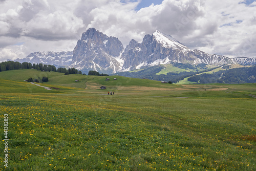 Beautiful landscape of a green pasture with yellow flowers and in the background the mountain of Alpe di Siusi in the Italian Dolomites