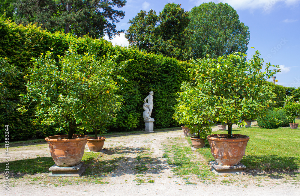 Fototapeta premium Citrus garden and the white statue near the hedge.