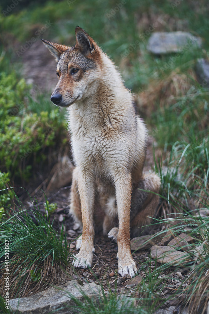 West Siberian Laika in the forest. Hunting dog. Ukraine, Carpathian mountains. West Siberian Laika in the forest. Hunting dog. Ukraine, Carpathian mountains.
