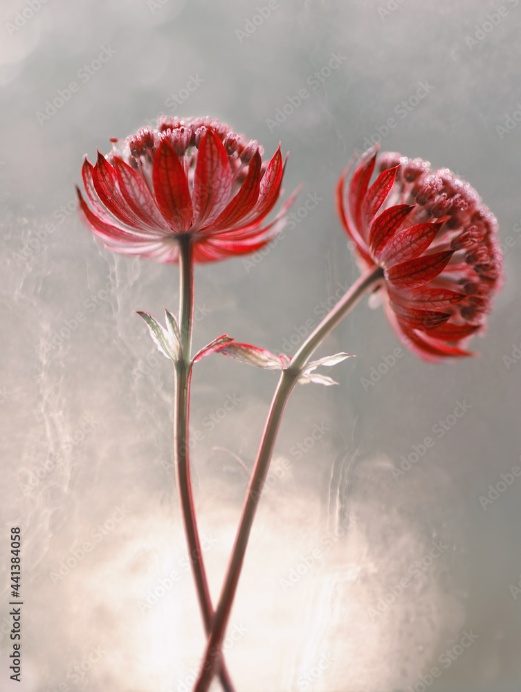 Czerwone kwiaty astrantia - obrazy, fototapety, plakaty 