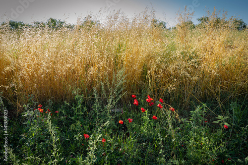 Field with blooming poppies and spikelets at sunset in province of Latina, Lazio, Italy