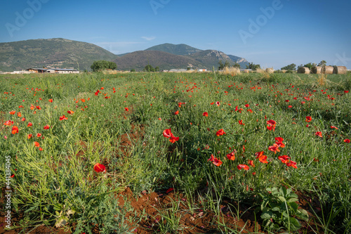 Field with blooming poppies and spikelets at sunset in province of Latina, Lazio, Italy