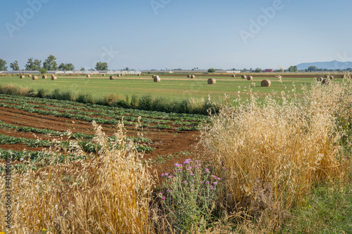 Plowed field, field with compressed sheaves and dry ears in foreground in province of Latina, Fronzinone, Italy