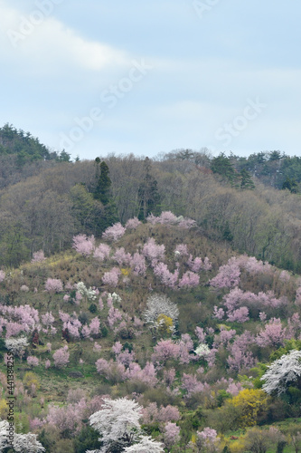 花見山公園 