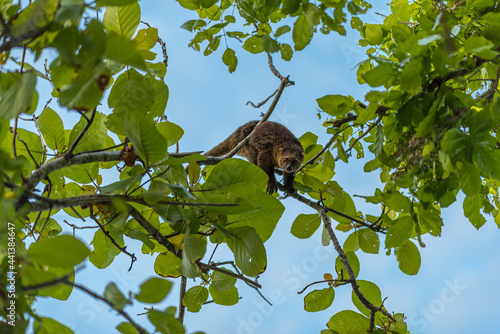 Foto The bear cuscuses are arboreal marsupials that live in the upper canopy of tropical rainforests