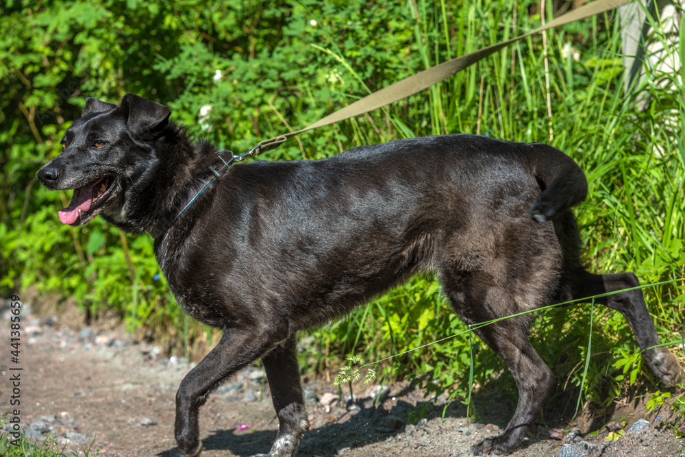 black dog mongrel on a leash in summer black dog mongrel on a leash in summer