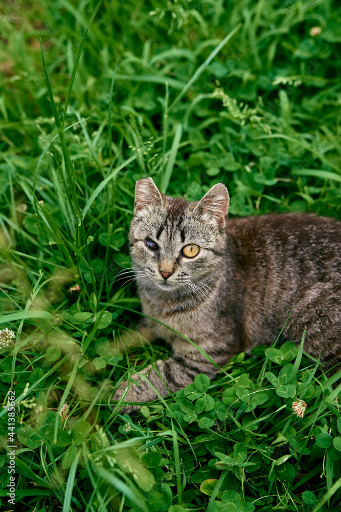 Gray tabby one-eyed cat lies in green grass