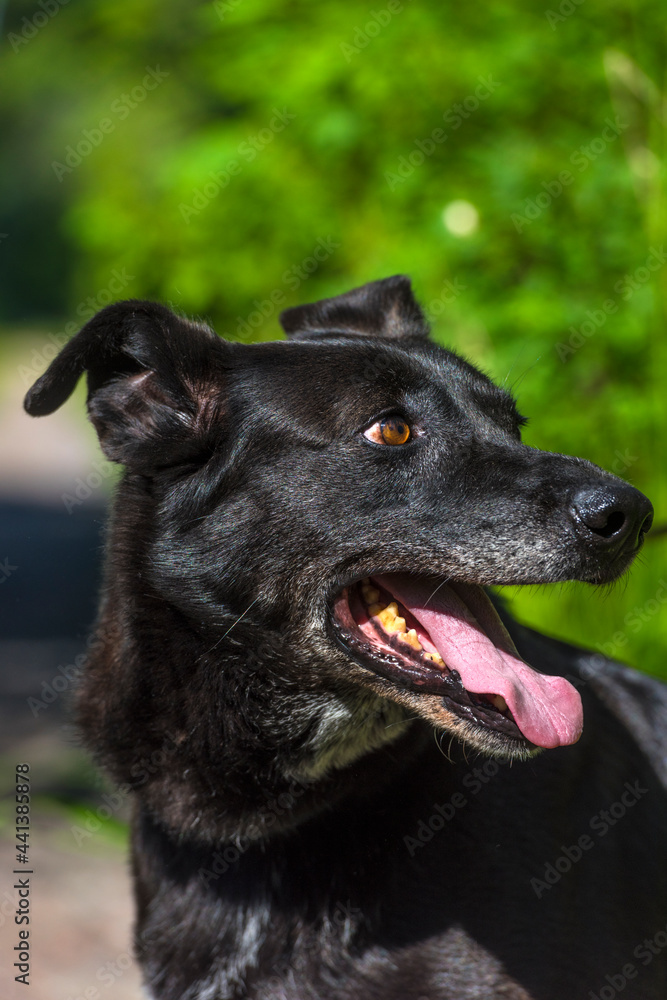 black dog mongrel on a leash in summer black dog mongrel on a leash in summer