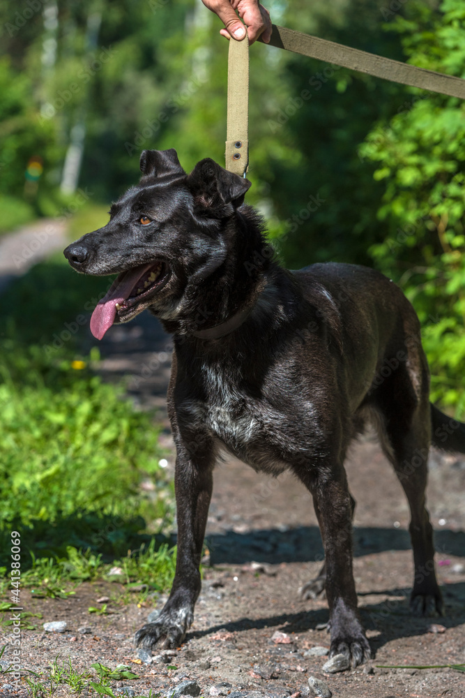 black dog mongrel on a leash in summer black dog mongrel on a leash in summer
