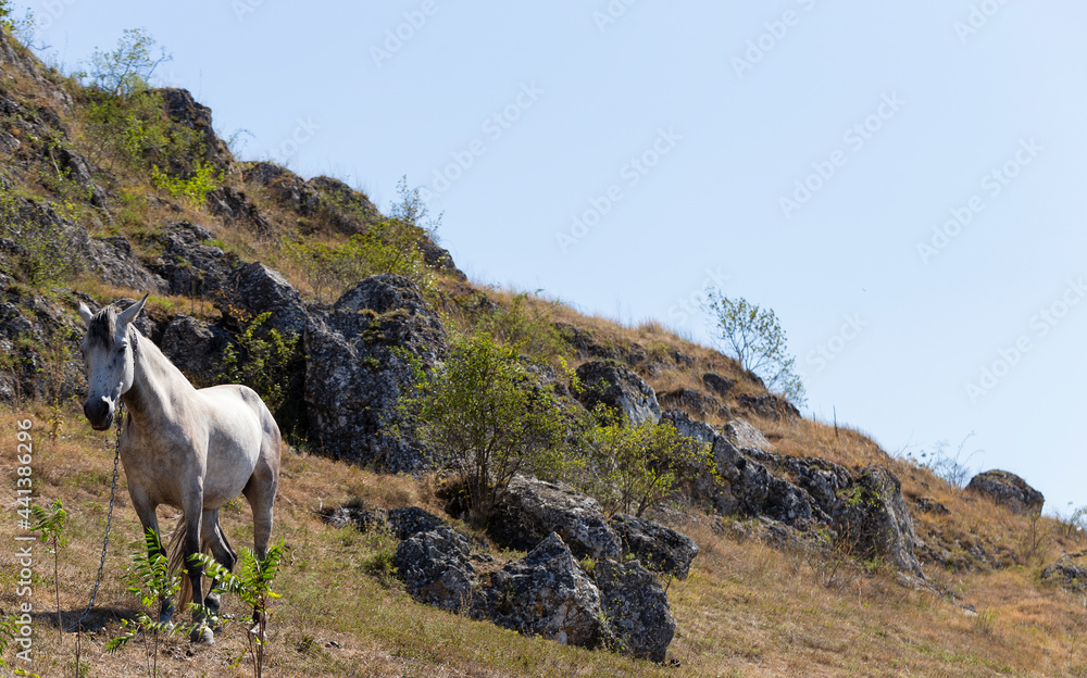 A white horse in a pasture in the mountains.