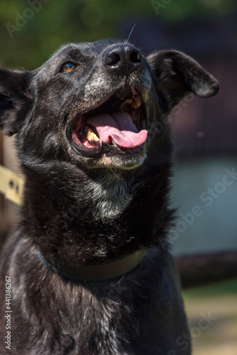 black dog mongrel on a leash in summer