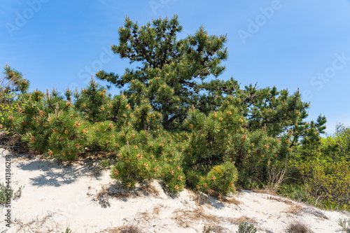 Fototapeta Naklejka Na Ścianę i Meble -  Pine trees in the sand dunes on an island on the Atlantic coast