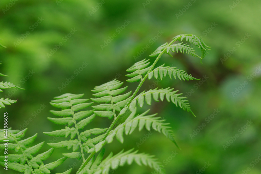 close up of a young fern