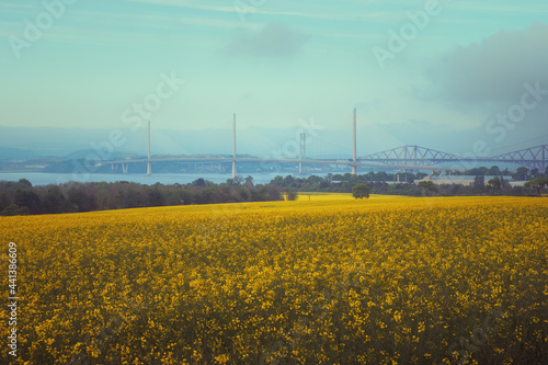 Bridges over the sea bay and a yellow field of flowers in the foreground. Forth Road Bridge and Queensferry Crossing, Scotland, United Kingdom