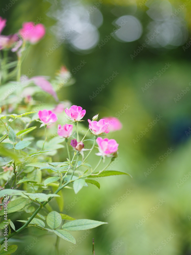 pink color flower blooming in garden blurred of nature background, copy space concept for write text design in front background for banner, card, wallpaper, webpage, greeting card Valentine Day pink color flower blooming in garden blurred of nature background, copy space concept for write text design in front background for banner, card, wallpaper, webpage, greeting card Valentine Day