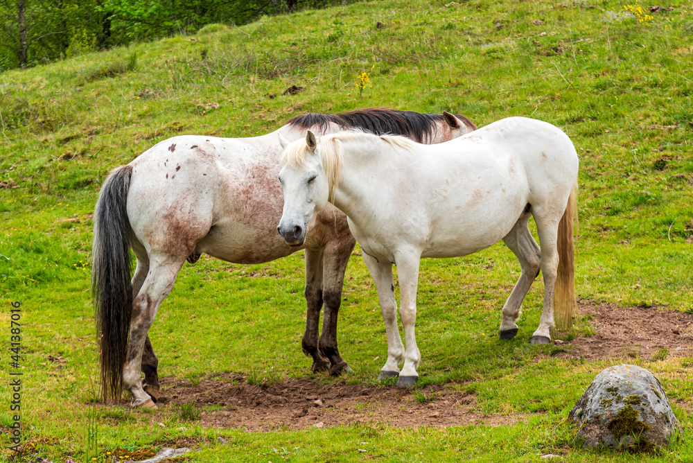 White horses on a french farm field White horses on a french farm field