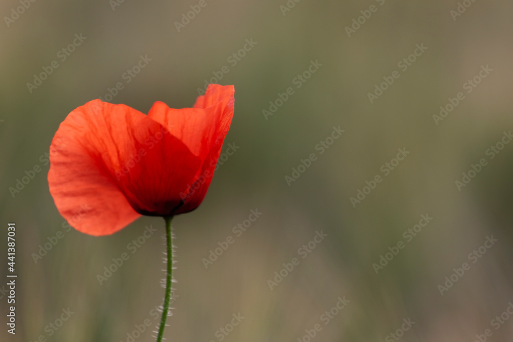 Coquelicot commun Papaver rhoeas devant champ de céréale Coquelicot commun Papaver rhoeas devant champ de céréale