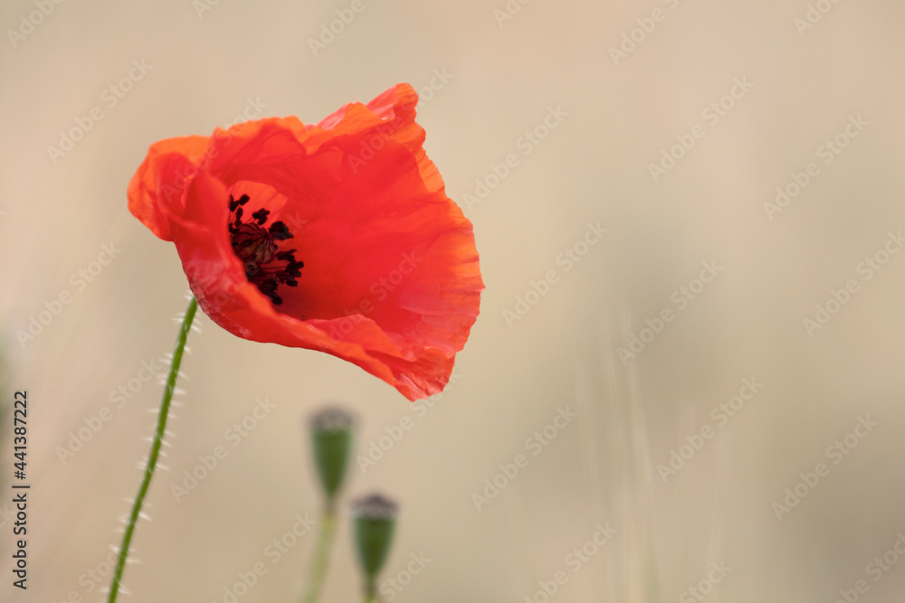 Coquelicot commun Papaver rhoeas devant champ de céréale Coquelicot commun Papaver rhoeas devant champ de céréale